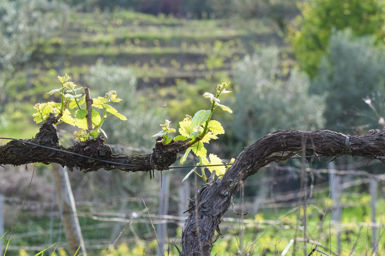 Quinta Dos Padrinhos - Suites In The Heart Of The Douro Lamego Luaran gambar