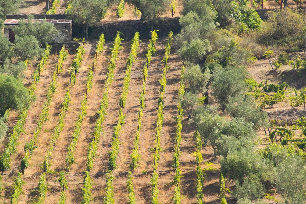 Quinta Dos Padrinhos - Suites In The Heart Of The Douro Lamego Luaran gambar